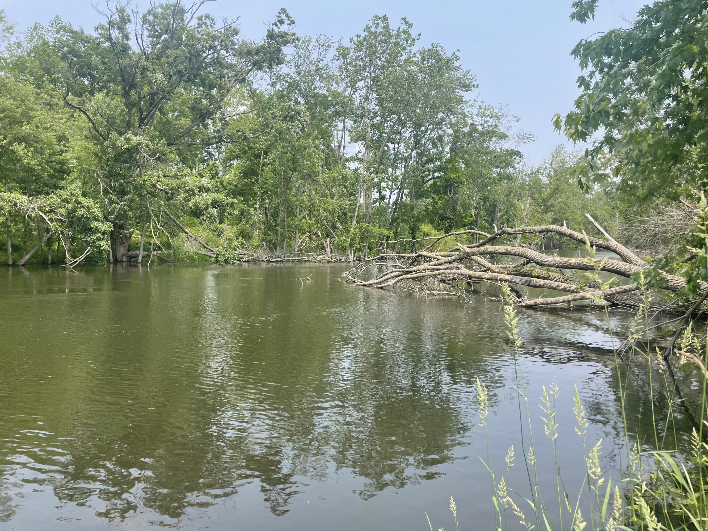 Dunks Road Sherwood, MI 49089 - Photo 6 of 9 IMG_1025