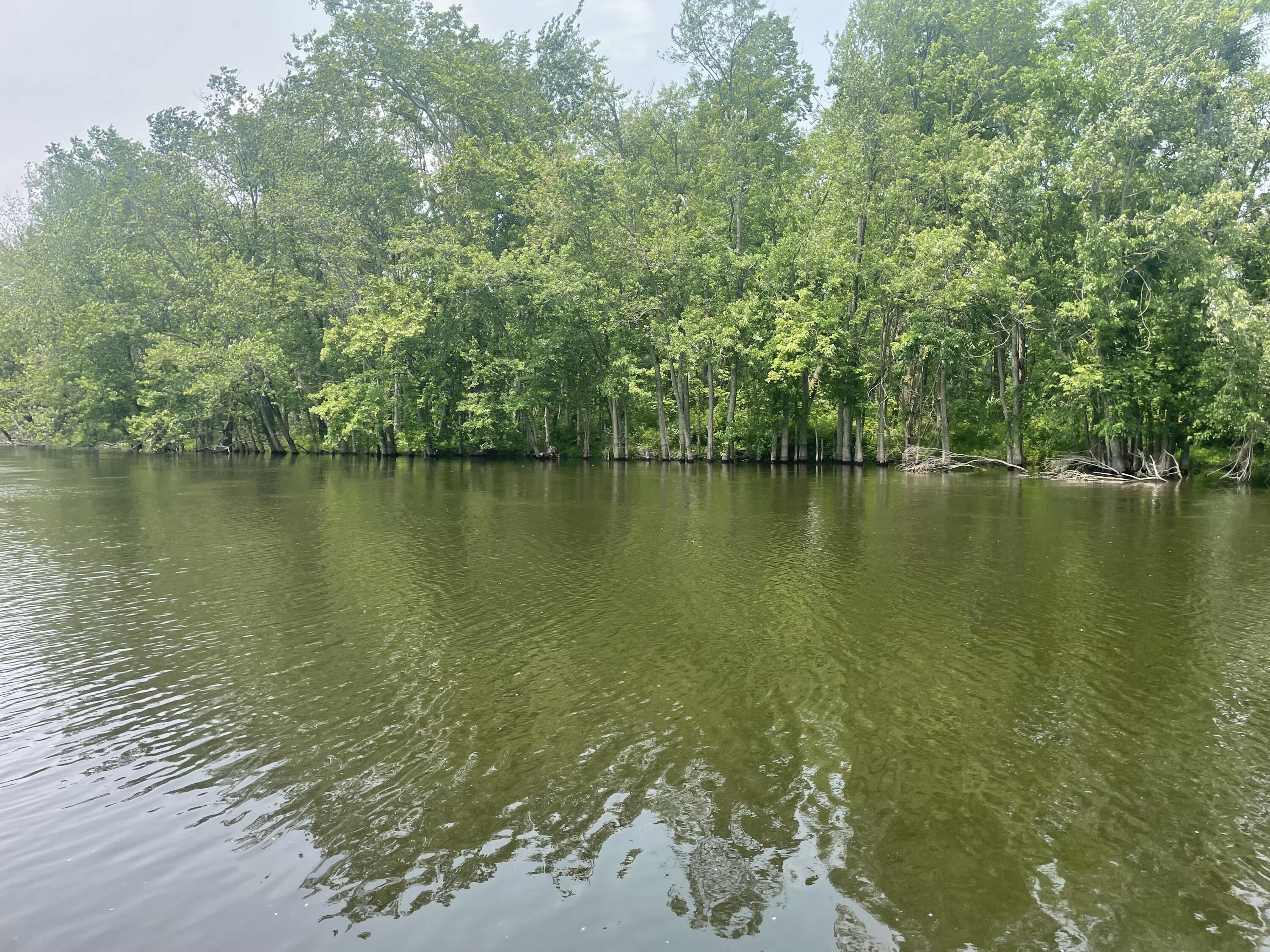 Dunks Road Sherwood, MI 49089 - Photo 7 of 9 IMG_1024