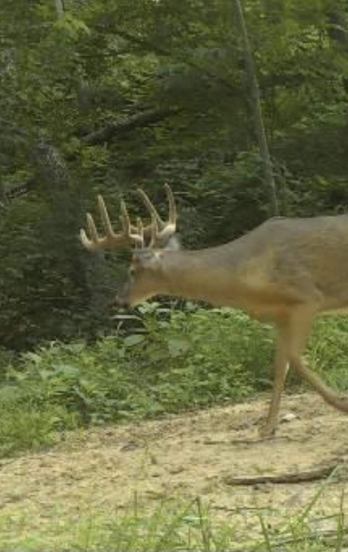 Dunks Road Sherwood, MI 49089 - Photo 9 of 9 Trail cam 8/28/25