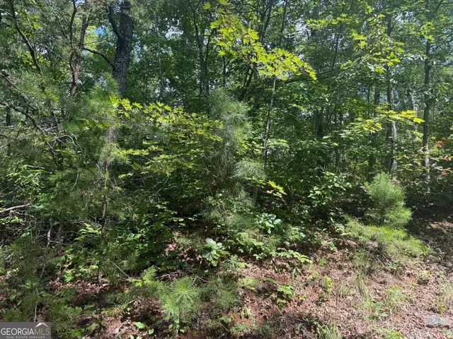 a view of a lush green forest