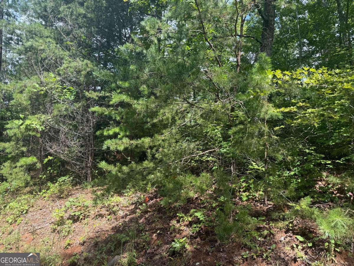 0 Bethabara View, Unit 11 Hayesville, NC 28904 - Photo 4 of 10 a view of a forest with a tree