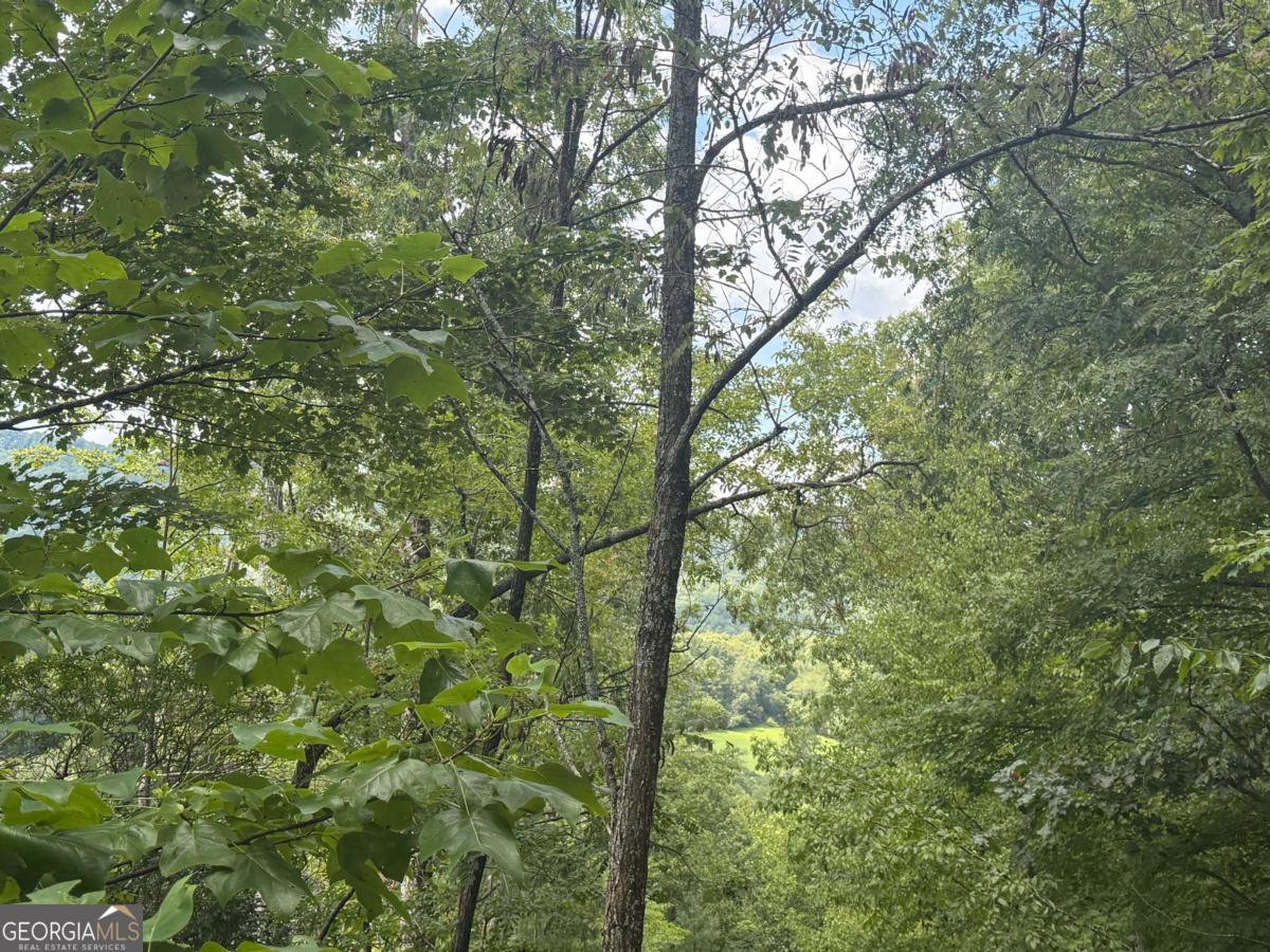 0 Bethabara View, Unit 11 Hayesville, NC 28904 - Photo 7 of 10 a view of a yard with a tree