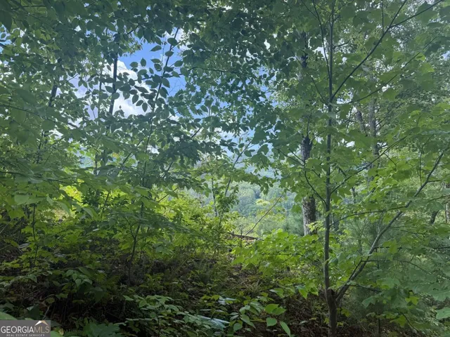 a view of a lush green forest