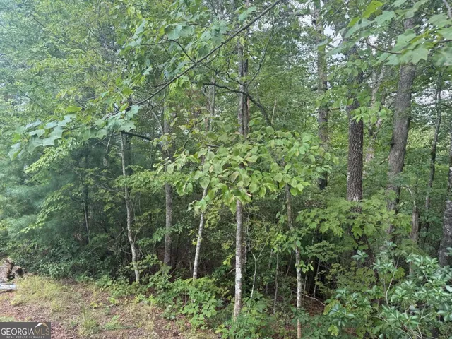a view of a lush green forest with lots of trees