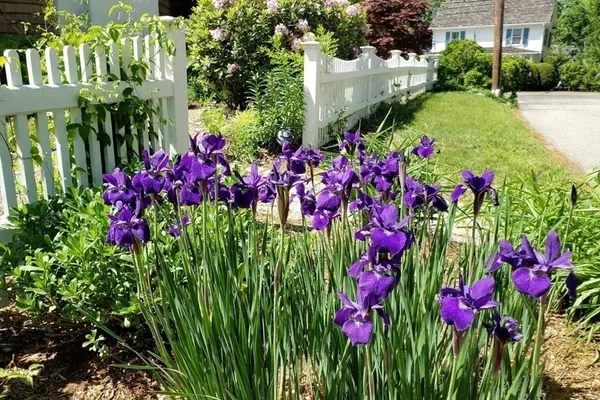 a view of a flower in a garden