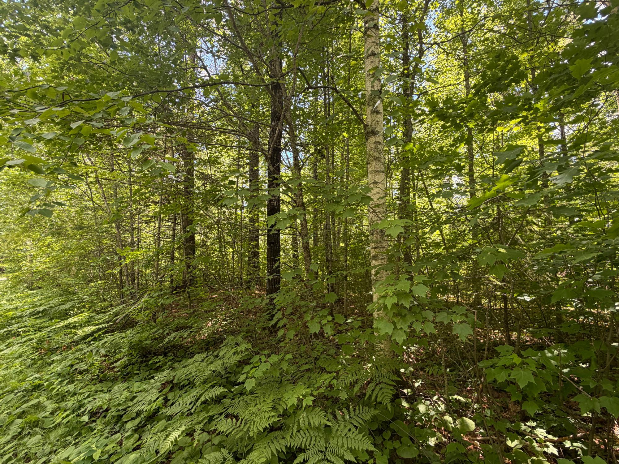 Lot 30 Maplestone Road Minocqua, WI 54548 - Photo 4 of 6 Gallery Image 4