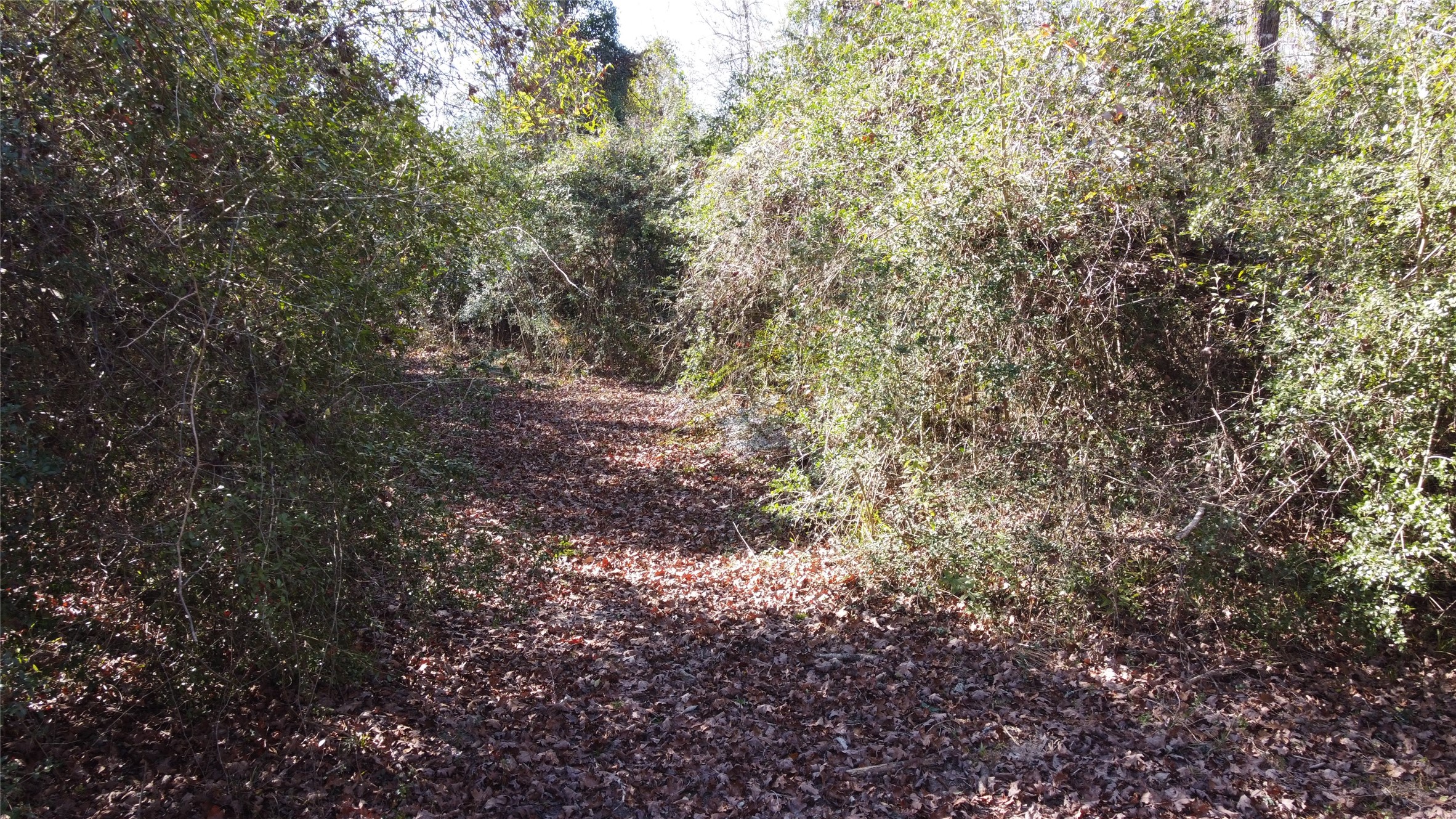 4600 Duff Road Livingston, TX 77351 - Photo 33 of 34 Trails