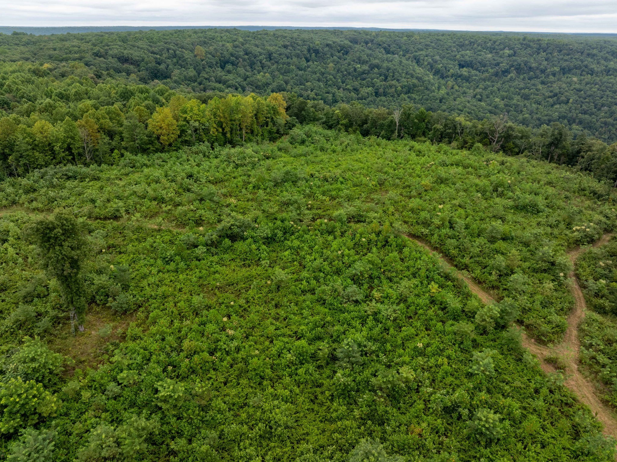 0 Keith Springs Mountain Road Belvidere, TN 37306 - Photo 9 of 14 Gallery Image 9