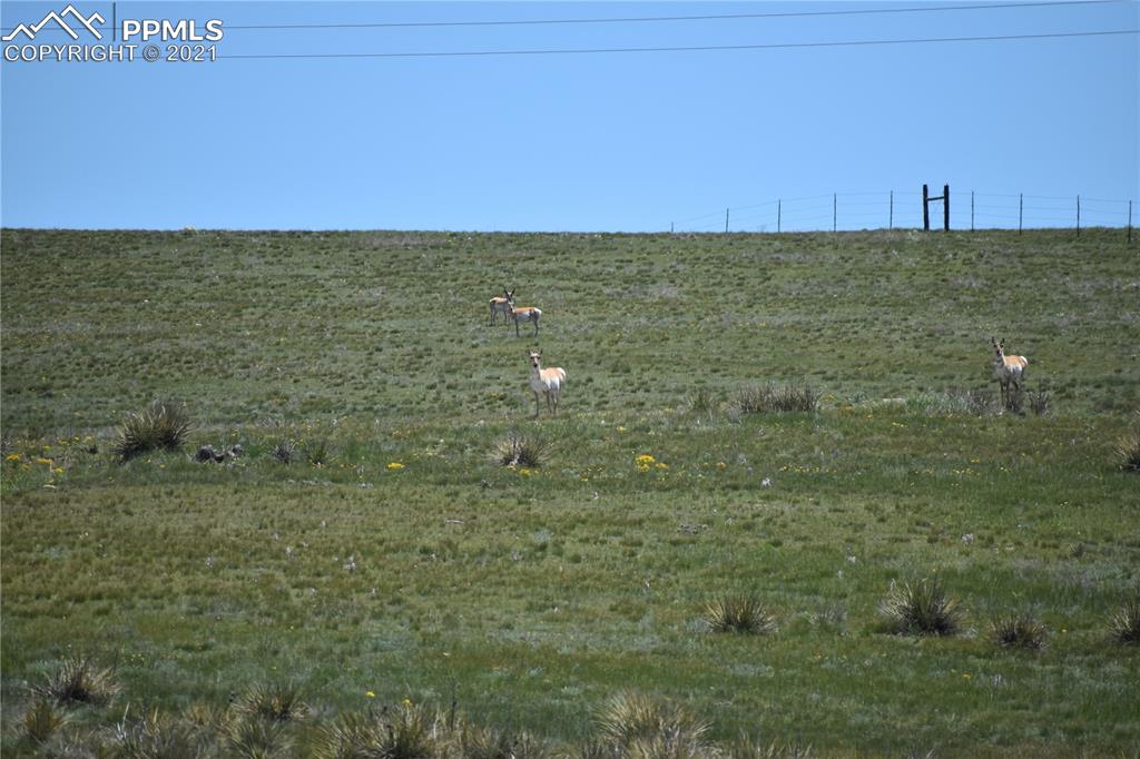 169 County Road Matheson, CO 80830 - Photo 8 of 9