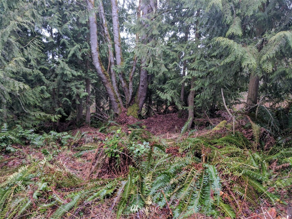 9999 Watershed Road Port Angeles, WA 98362 - Photo 3 of 5 Gallery Image 3