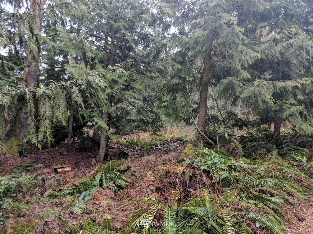 9999 Watershed Road Port Angeles, WA 98362 - Photo 4 of 5 Gallery Image 4