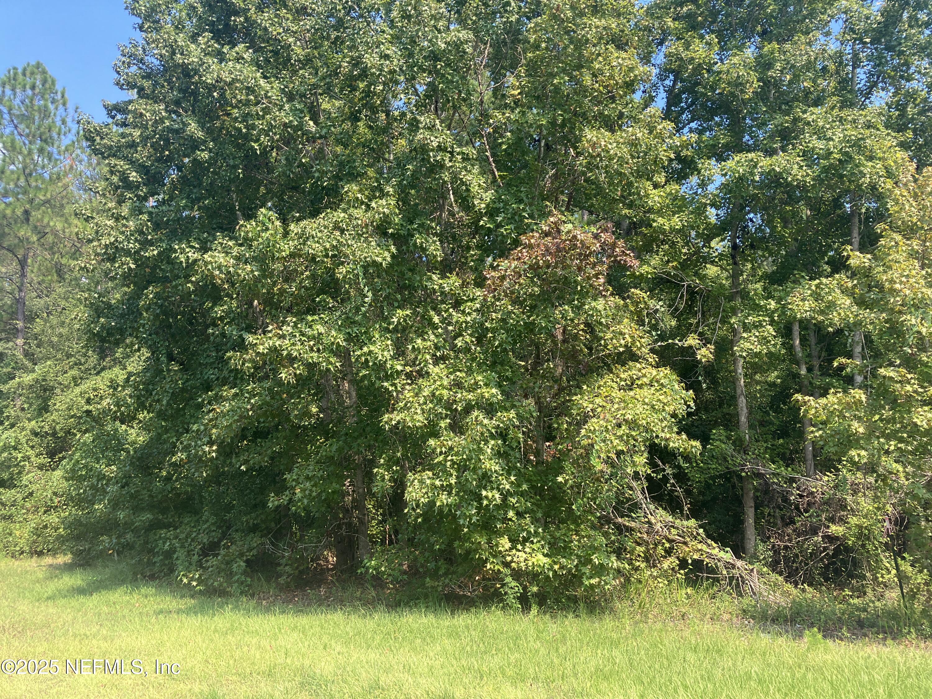 0 County Road 217 Jacksonville, FL 32234 - Photo 2 of 3 a view of a forest