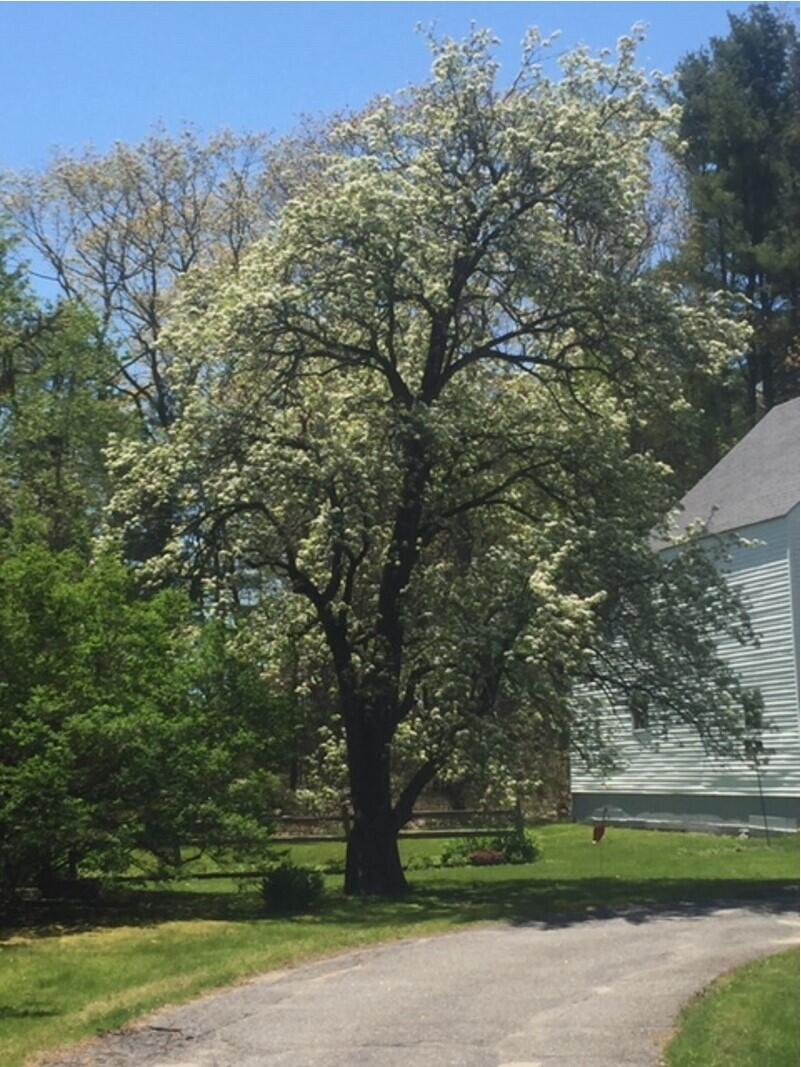 344 North Bath Road Bath, ME 04530 - Photo 51 of 59 summer4