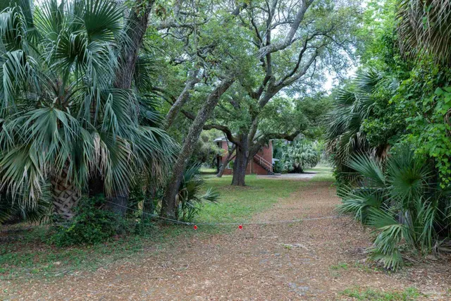 a view of a yard with plants and trees