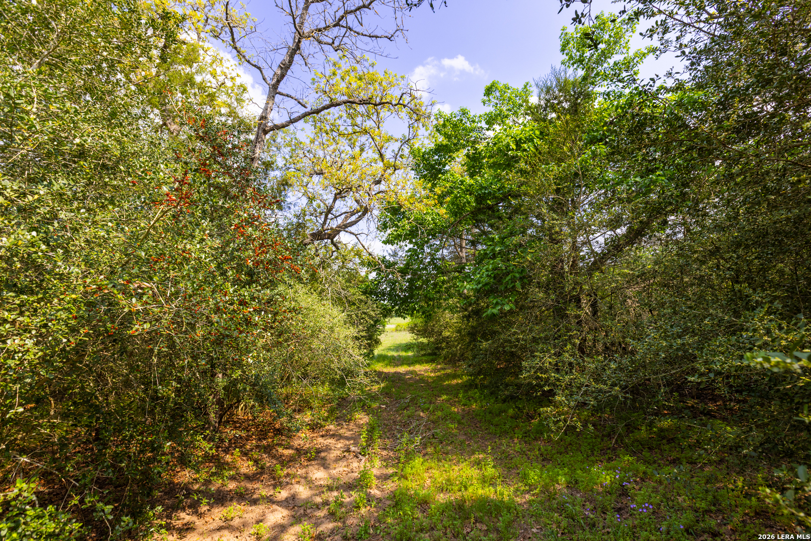 73 Acres County Road Harwood, TX 78632 - Photo 11 of 17