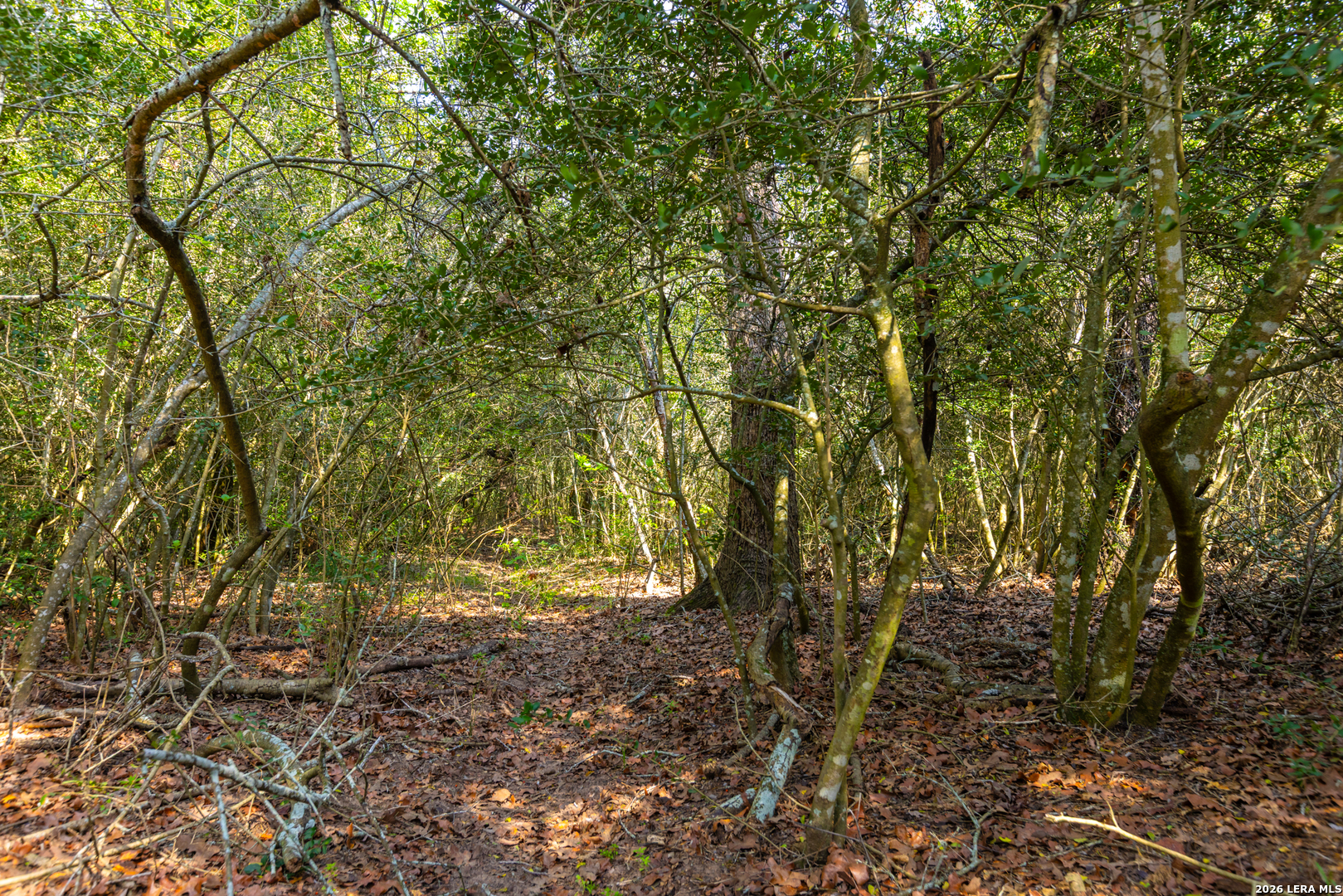 73 Acres County Road Harwood, TX 78632 - Photo 12 of 17