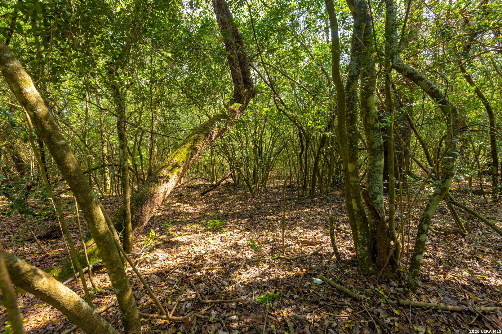73 Acres County Road Harwood, TX 78632 - Photo 13 of 17