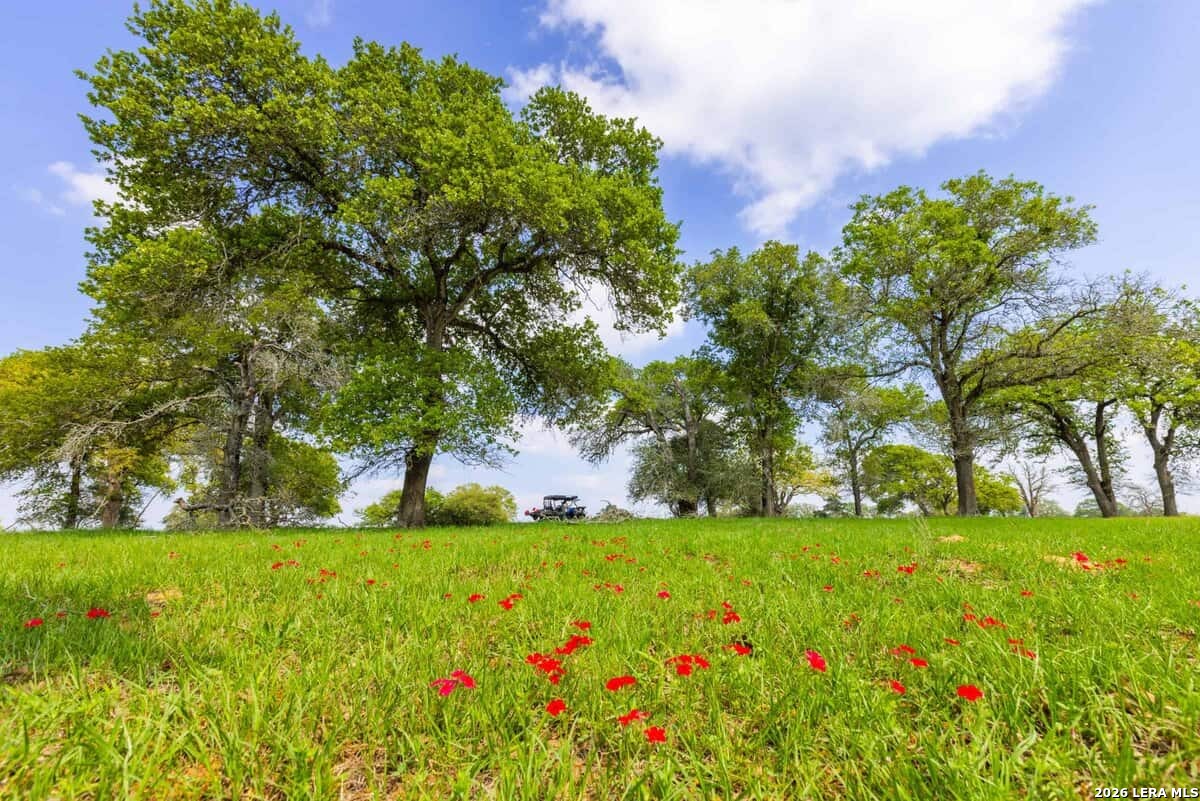 73 Acres County Road Harwood, TX 78632 - Photo 4 of 17