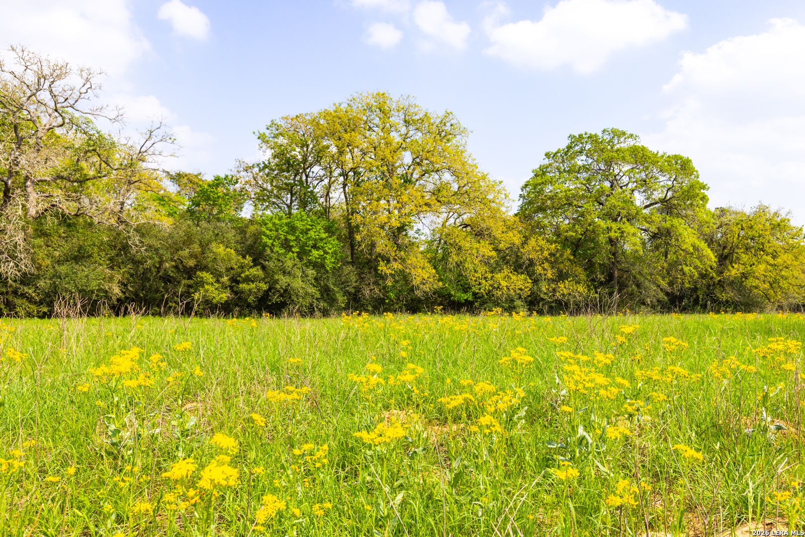 73 Acres County Road Harwood, TX 78632 - Photo 8 of 17