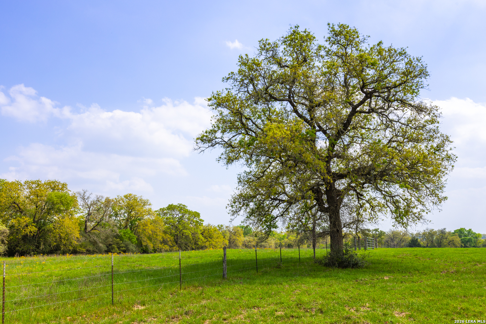 73 Acres County Road Harwood, TX 78632 - Photo 9 of 17