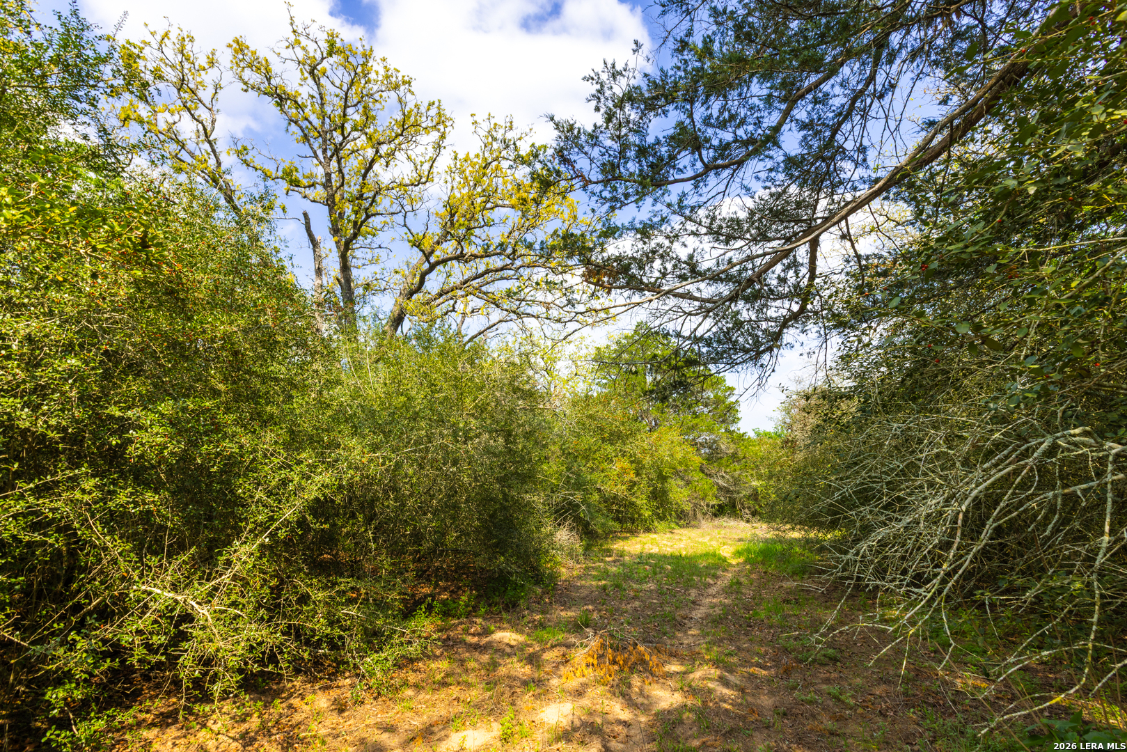 73 Acres County Road Harwood, TX 78632 - Photo 10 of 17