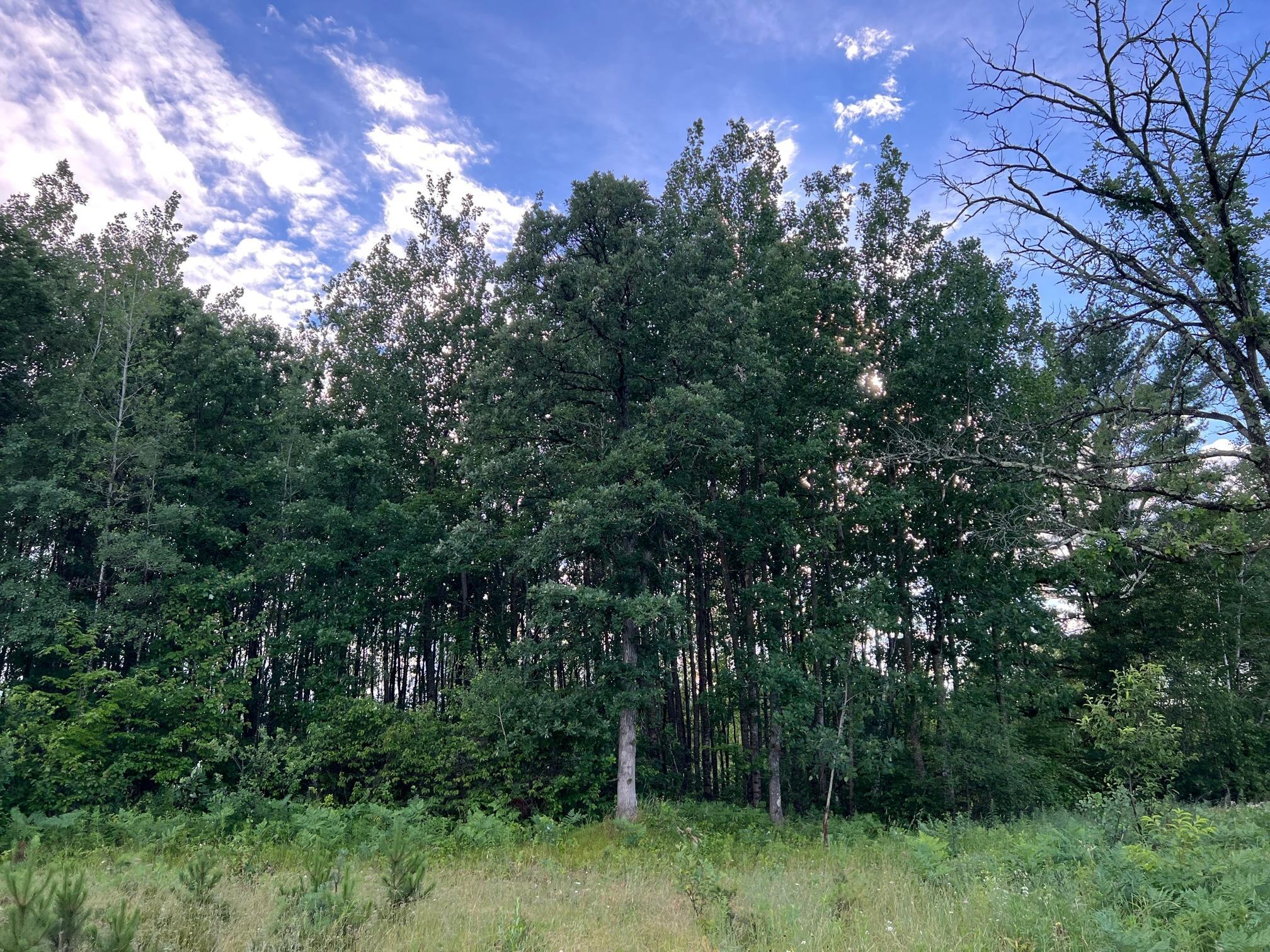 W39-xx Frog Creek Road Minong, WI 54859 - Photo 11 of 29