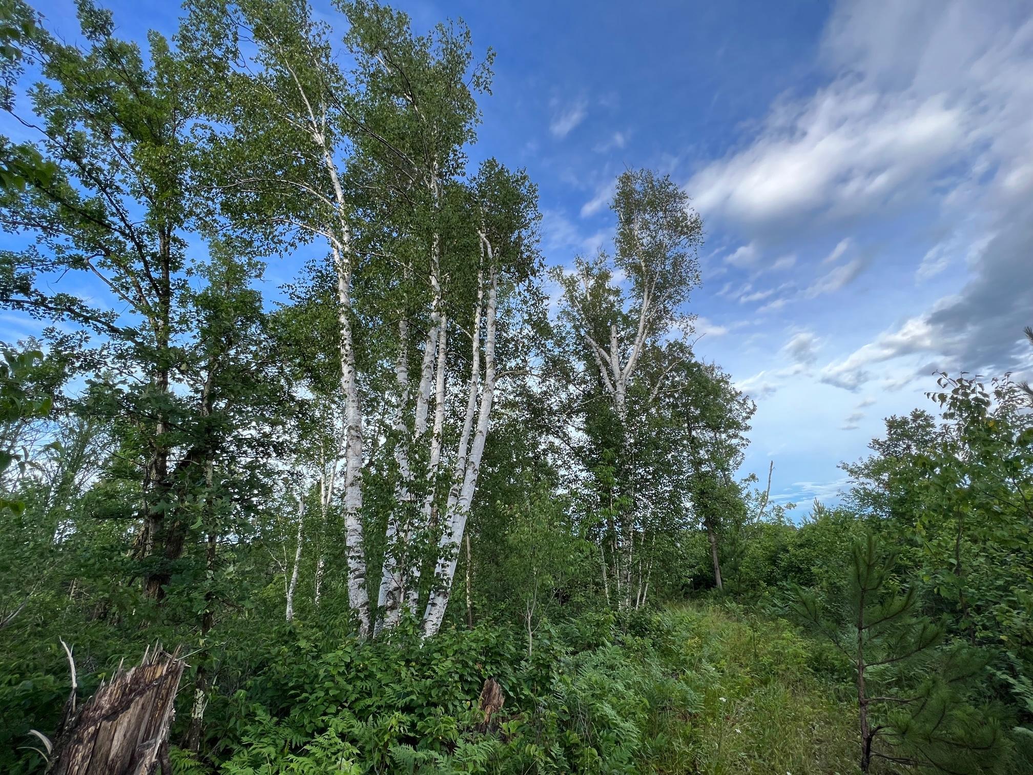 W39-xx Frog Creek Road Minong, WI 54859 - Photo 16 of 29