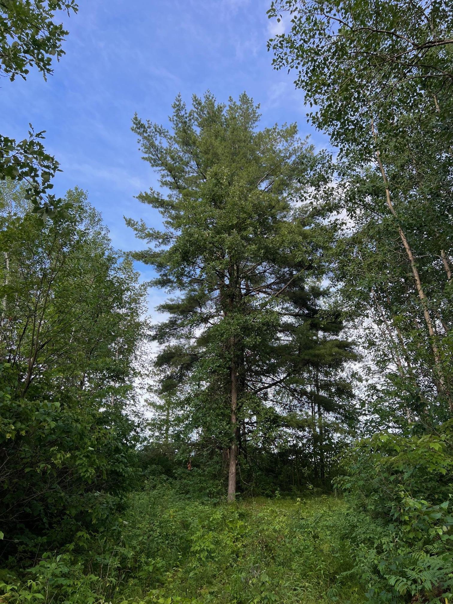 W39-xx Frog Creek Road Minong, WI 54859 - Photo 2 of 29