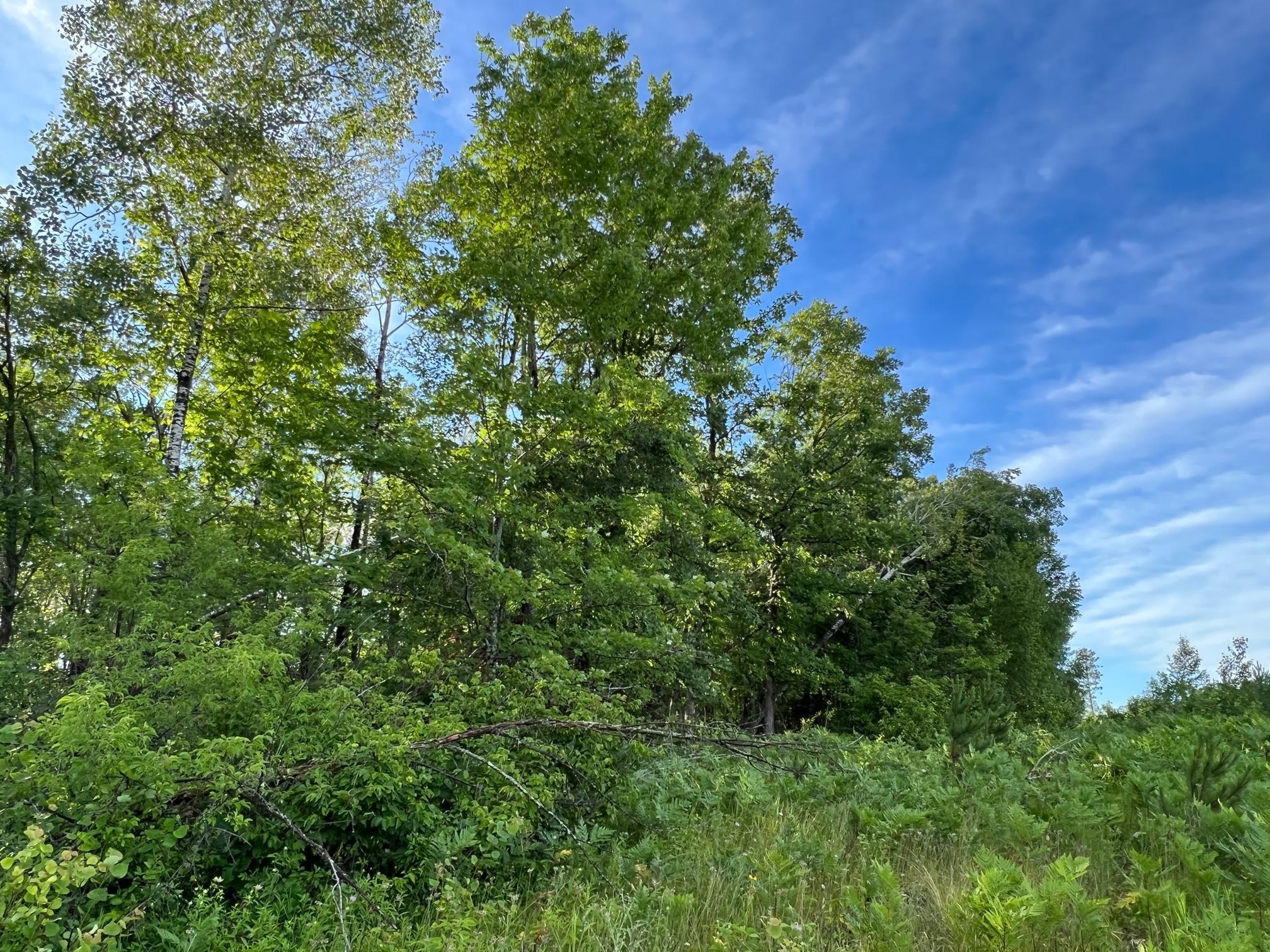 W39-xx Frog Creek Road Minong, WI 54859 - Photo 22 of 29