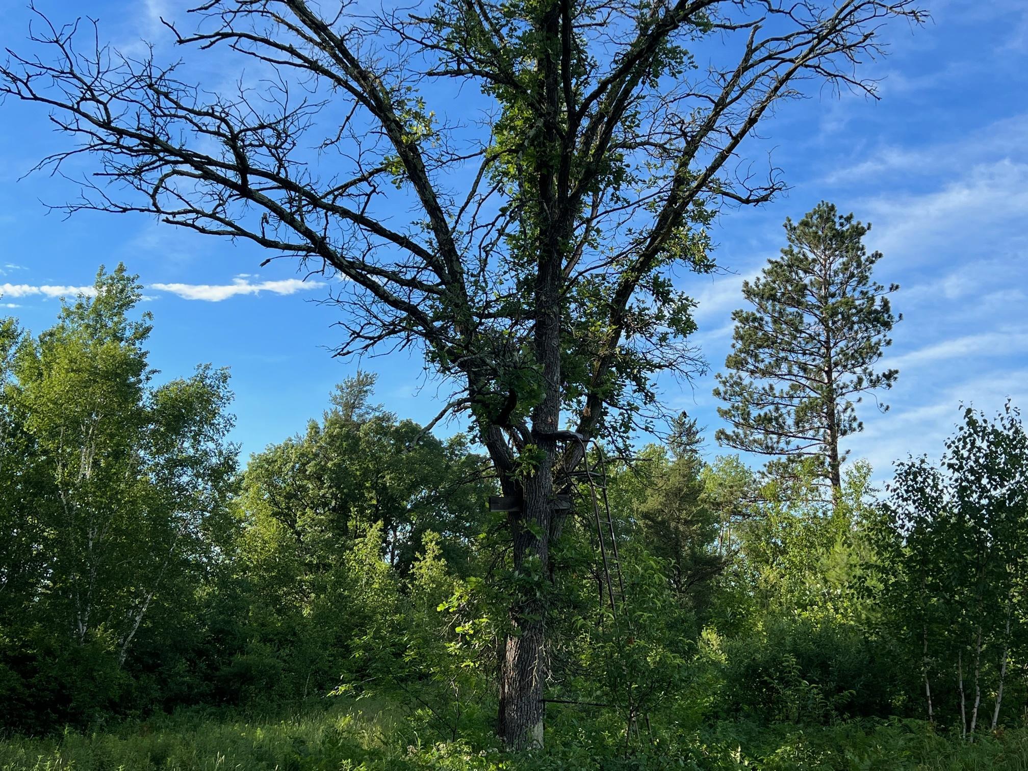 W39-xx Frog Creek Road Minong, WI 54859 - Photo 23 of 29