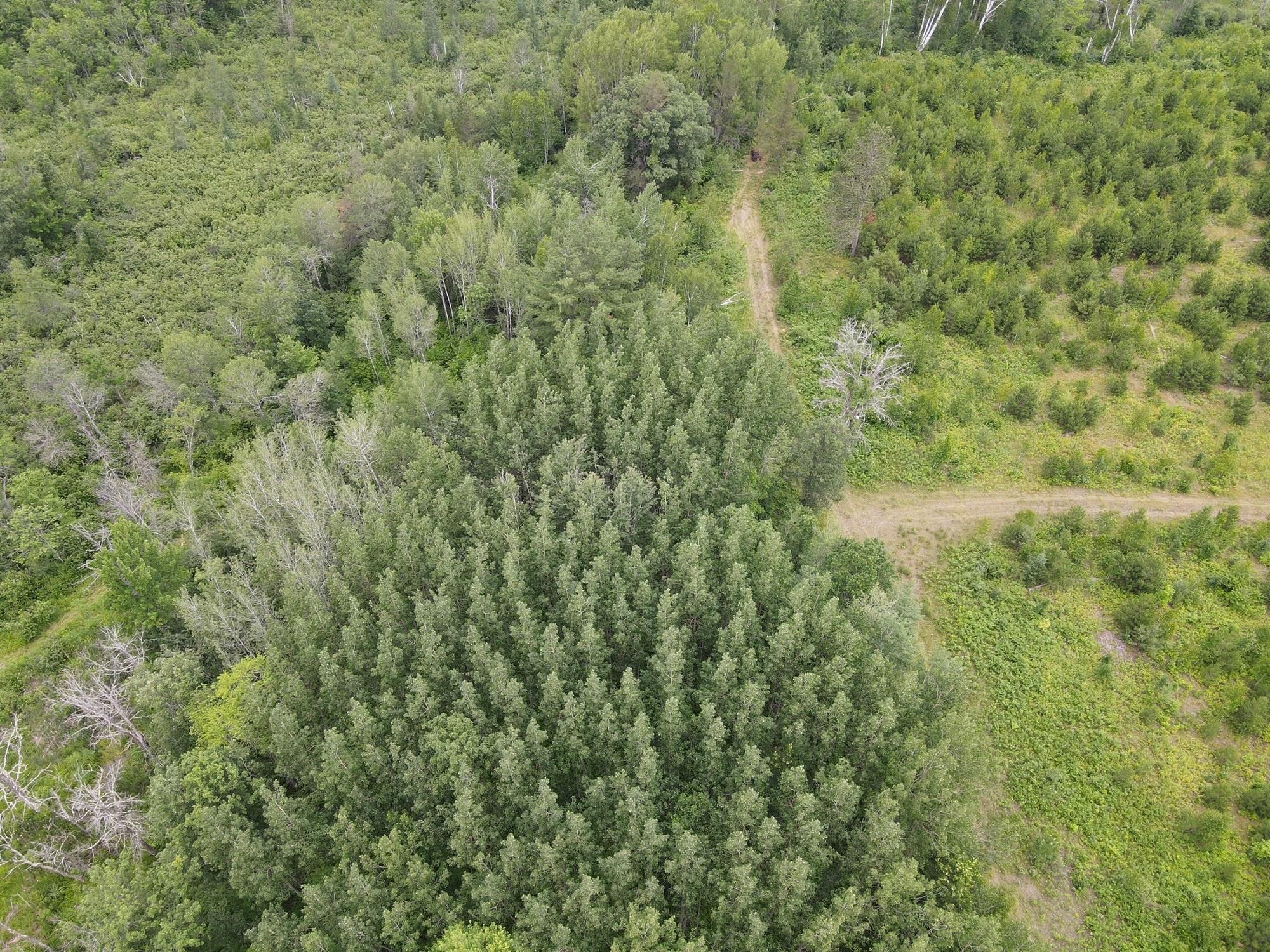 W39-xx Frog Creek Road Minong, WI 54859 - Photo 8 of 29