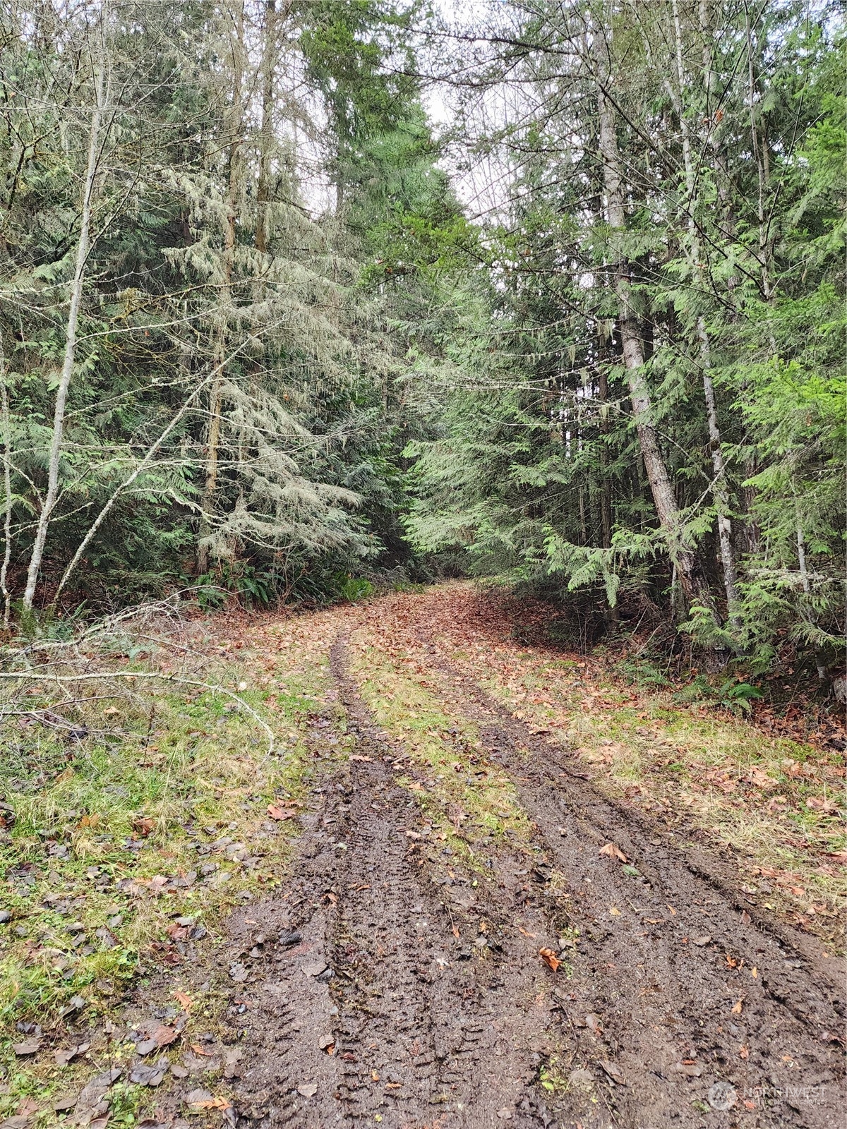 9999 Broadview Drive Sequim, WA 98382 - Photo 18 of 27 a view of a yard with plants and trees