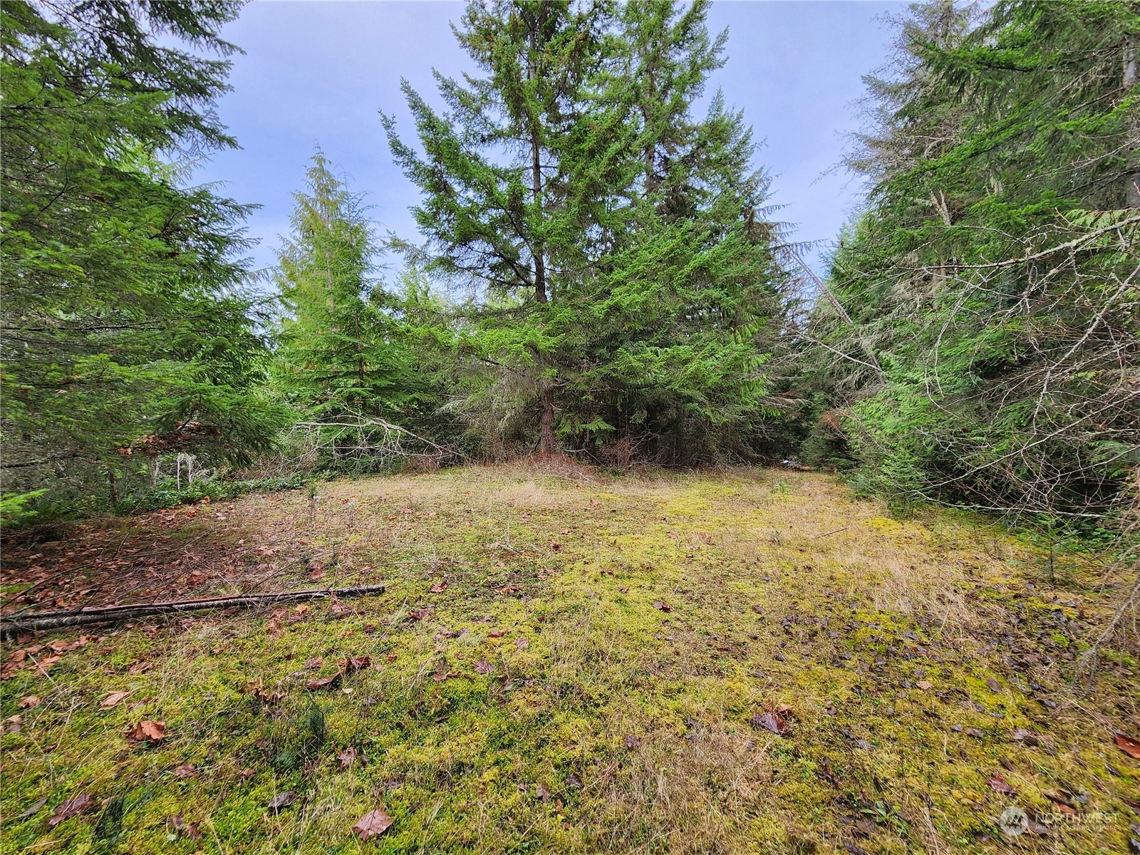 9999 Broadview Drive Sequim, WA 98382 - Photo 2 of 27 a view of a yard with a tree