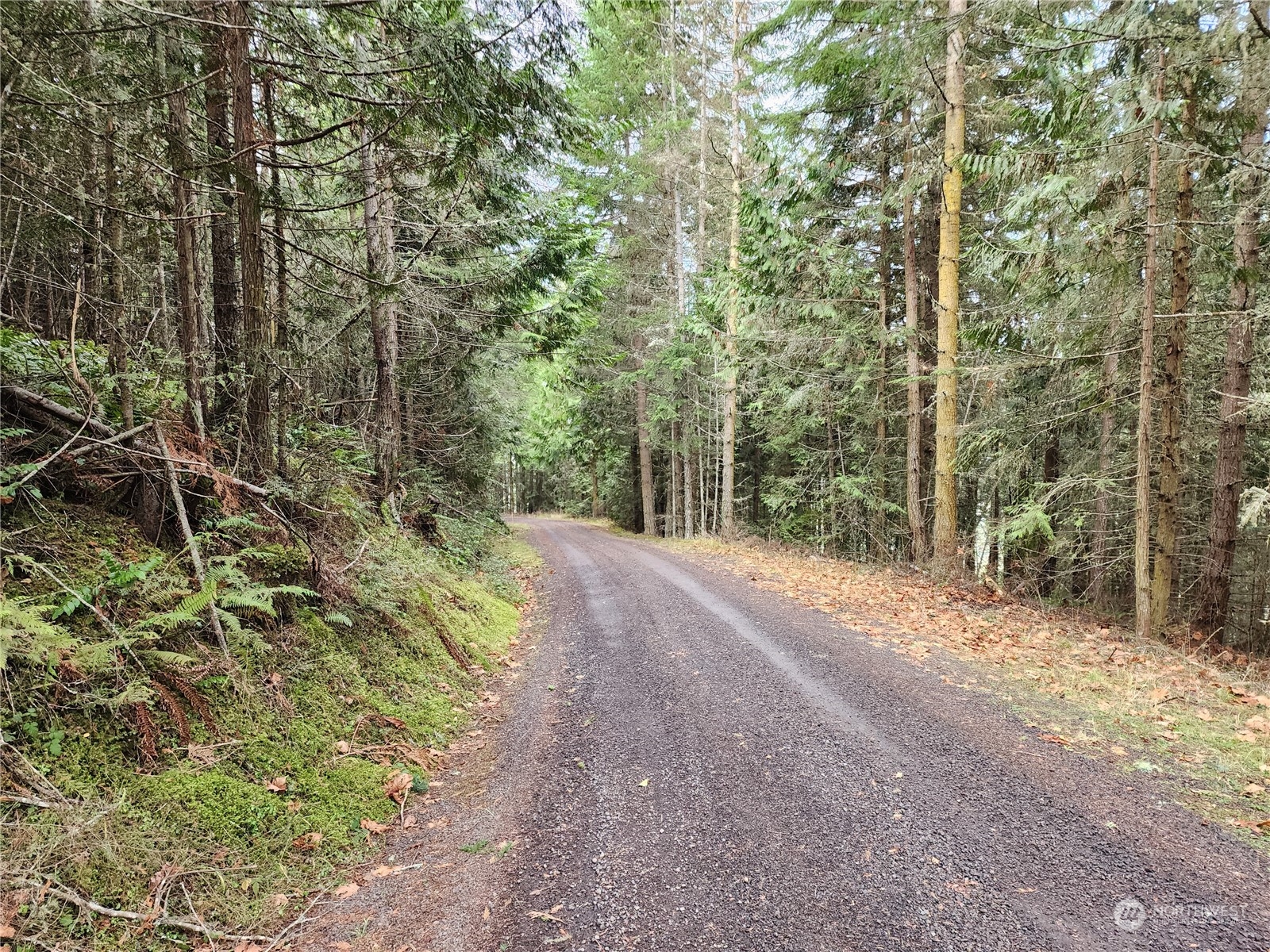 9999 Broadview Drive Sequim, WA 98382 - Photo 21 of 27 a view of a forest with trees