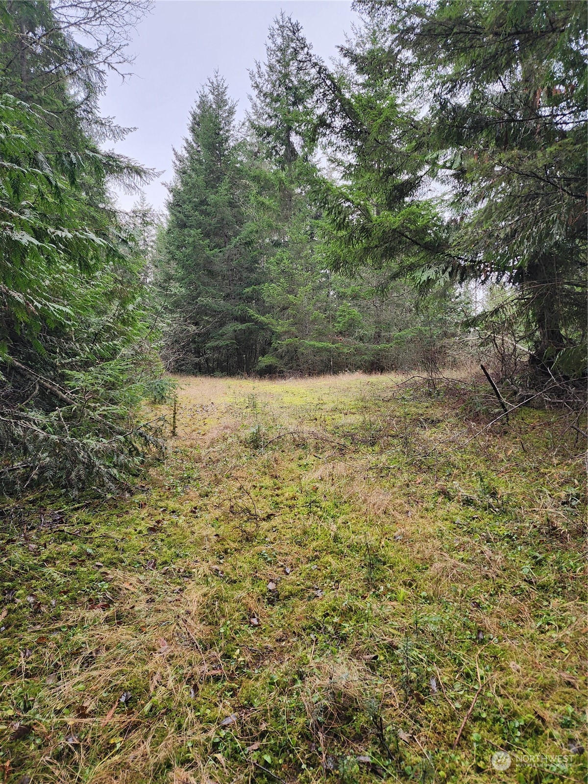 9999 Broadview Drive Sequim, WA 98382 - Photo 3 of 27 a view of a yard with an trees