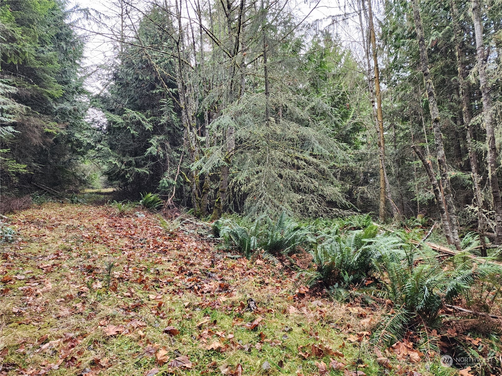 9999 Broadview Drive Sequim, WA 98382 - Photo 6 of 27 a view of a yard with plants and large trees