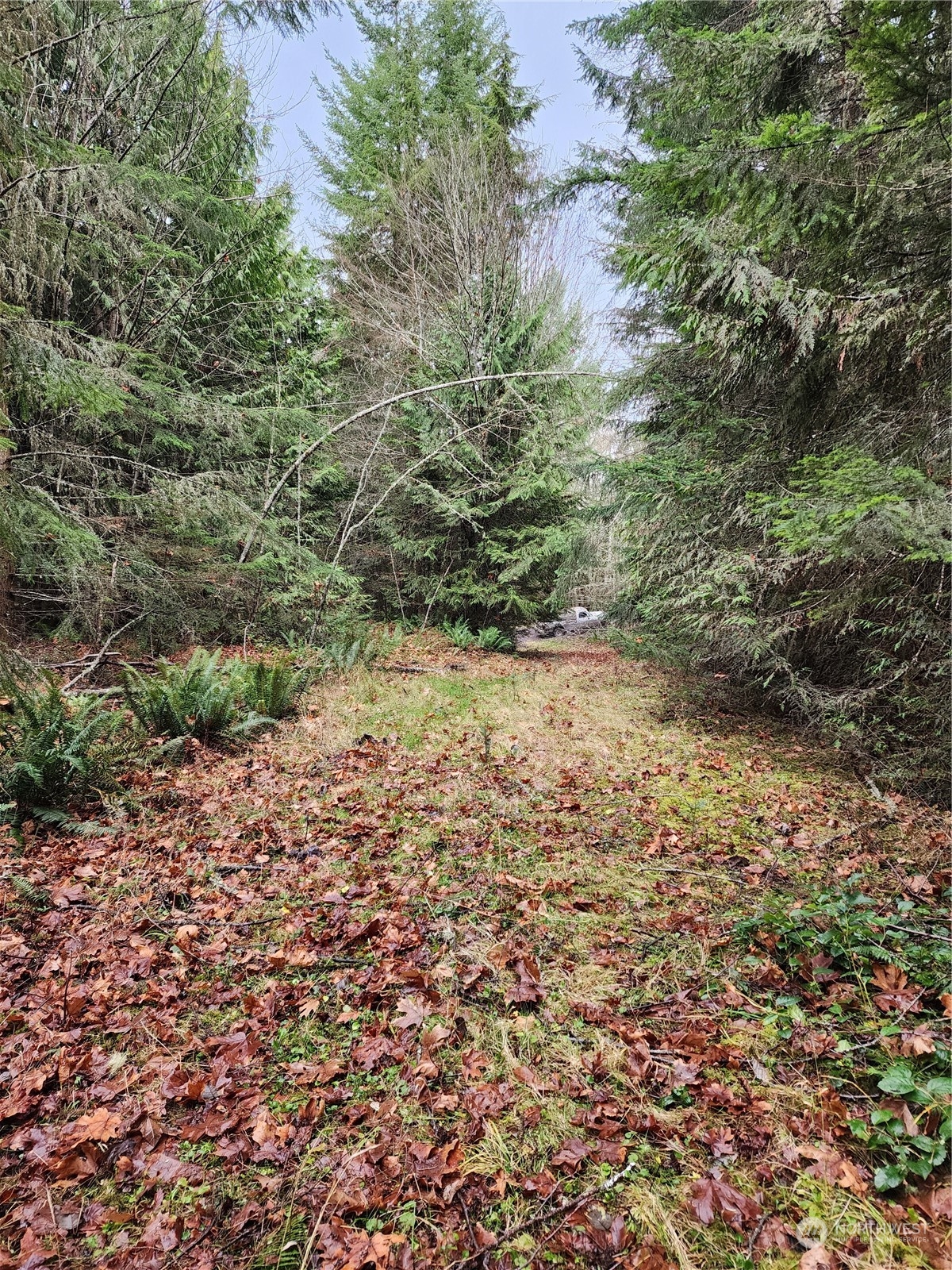9999 Broadview Drive Sequim, WA 98382 - Photo 7 of 27 a view of a yard with a tree