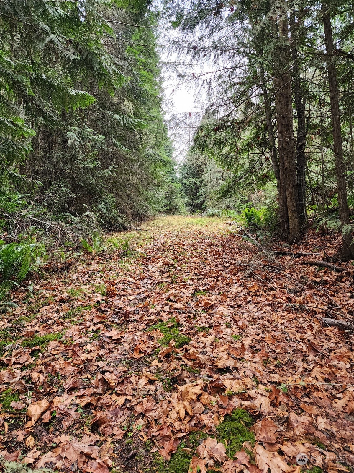9999 Broadview Drive Sequim, WA 98382 - Photo 8 of 27 a view of a yard with a tree