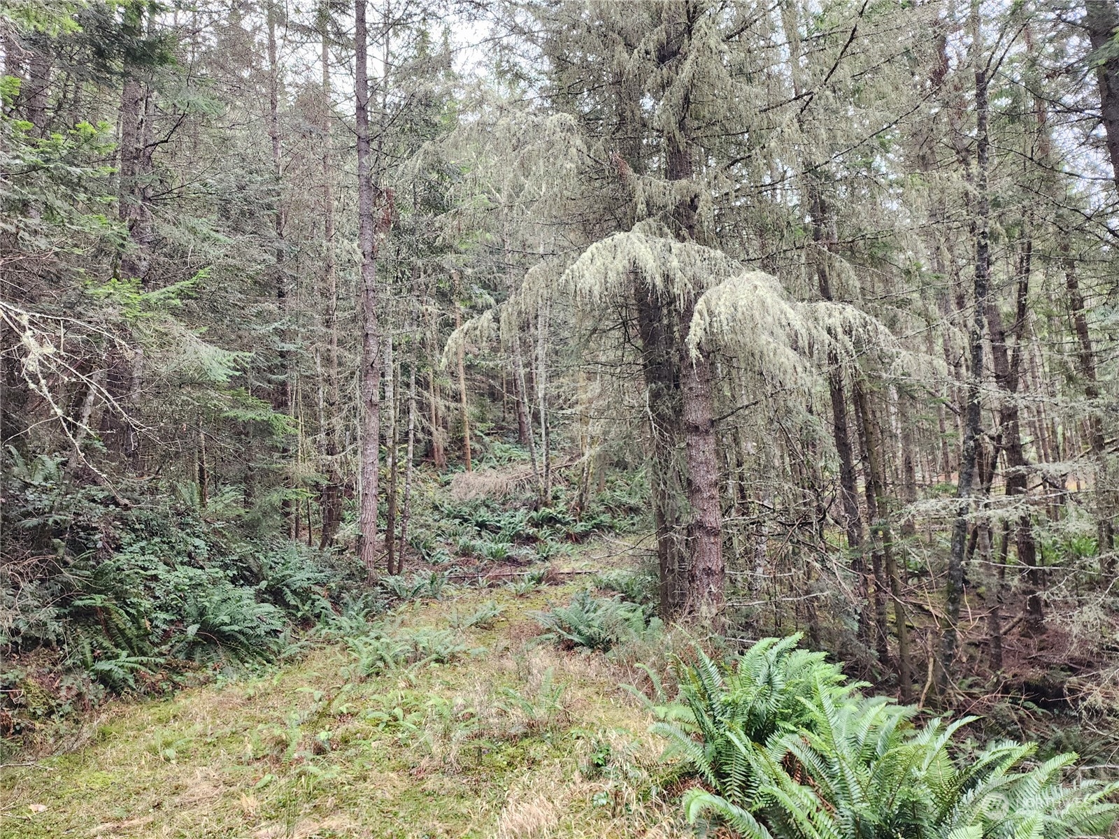 9999 Broadview Drive Sequim, WA 98382 - Photo 10 of 27 a view of a forest with a tree