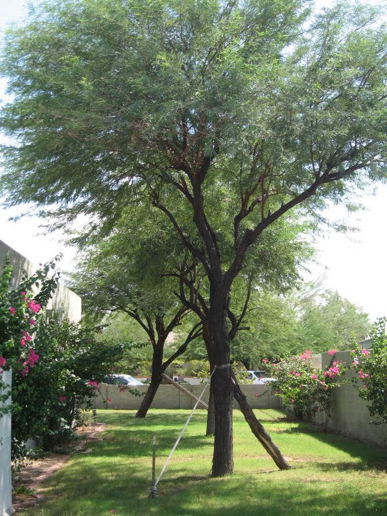 1646 East Roma Avenue Phoenix, AZ 85016 - Photo 17 of 18 WEST SIDE YARD