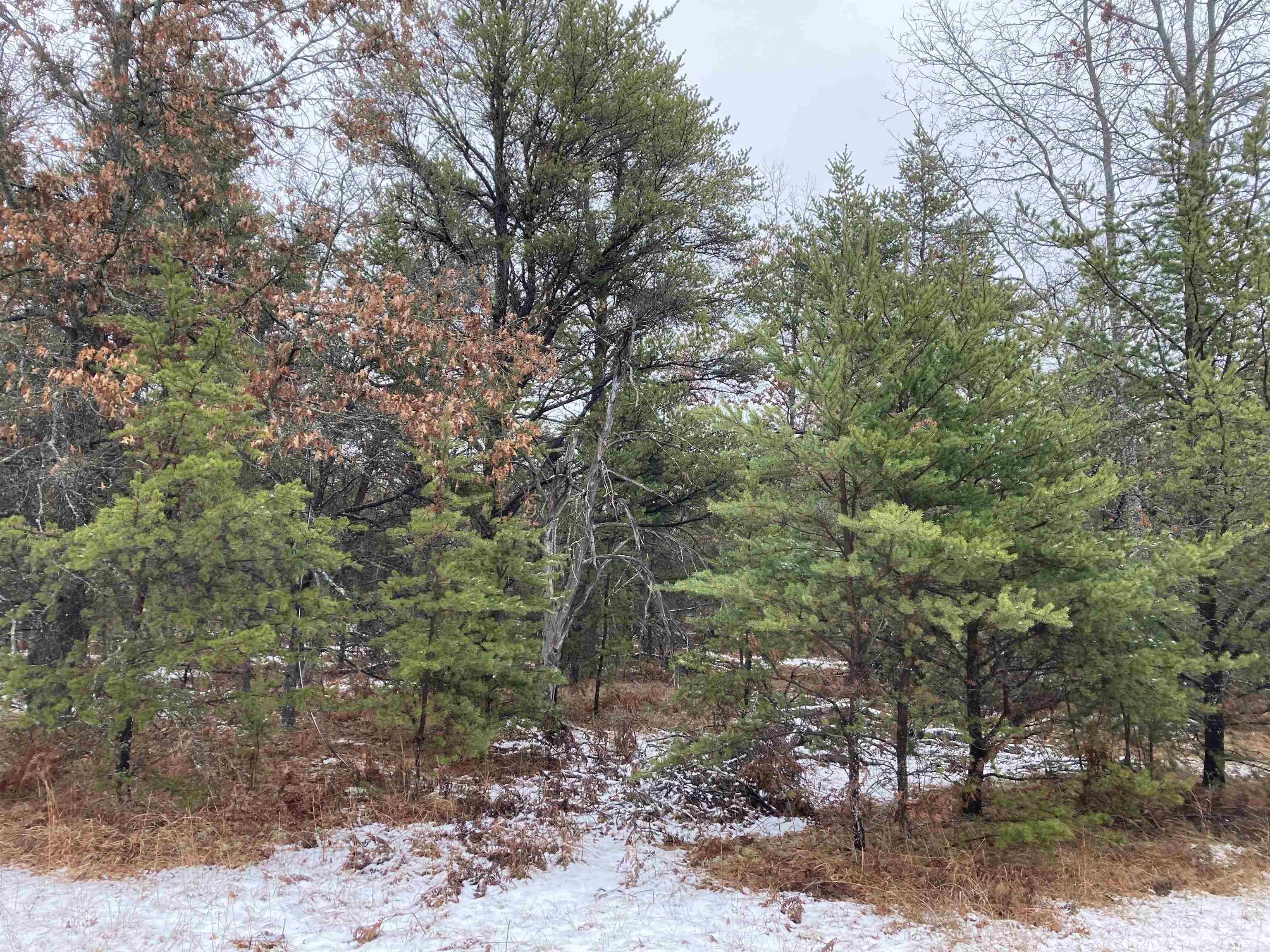 N/a Perry Holt Road West Branch, MI 48661 - Photo 3 of 13 Gallery Image 3