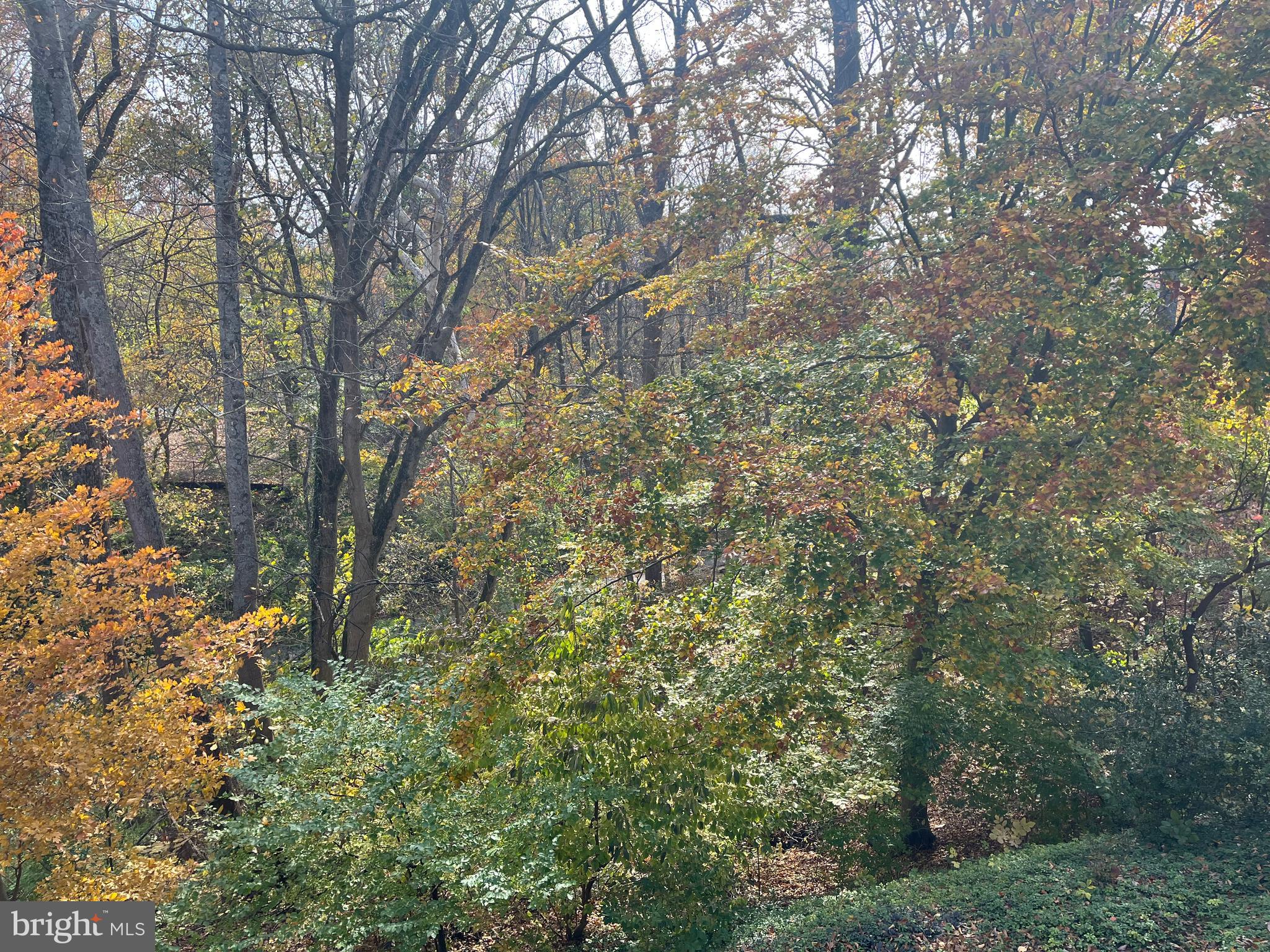 5651 Bent Branch Road Bethesda, MD 20816 - Photo 11 of 16 a view of forest