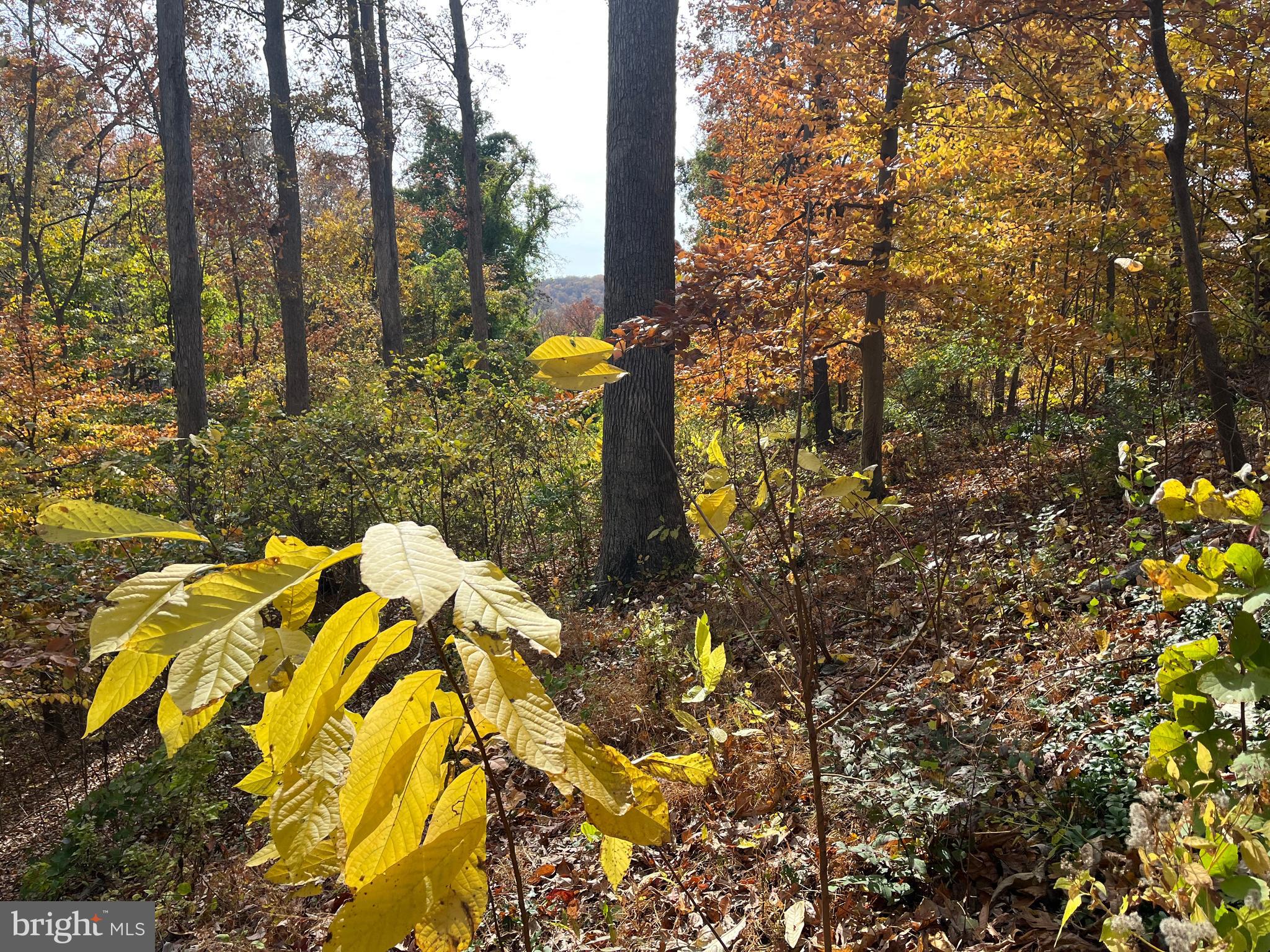 5651 Bent Branch Road Bethesda, MD 20816 - Photo 15 of 16