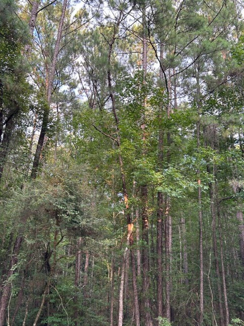 0 West Homochitto Road Meadville, MS 39653 - Photo 5 of 8 Photo 5