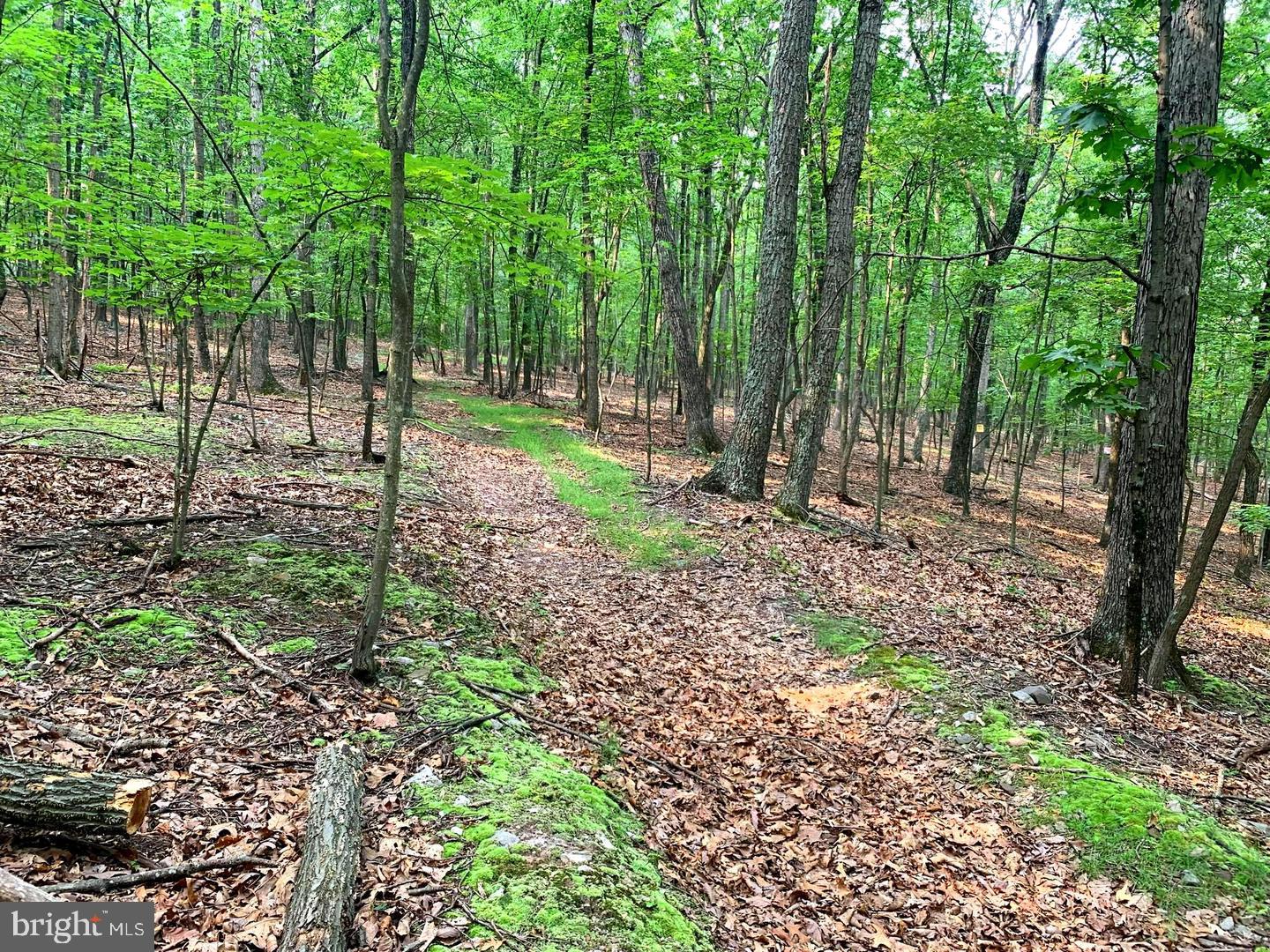 Cardinal View Road Paw Paw, WV 25434 - Photo 11 of 23 TRAILS