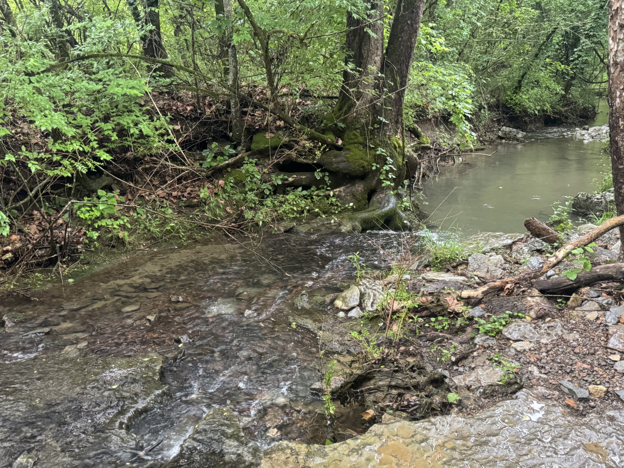 197 Blue Smith Road Petersburg, TN 37144 - Photo 5 of 29 a view of a lake with a tree