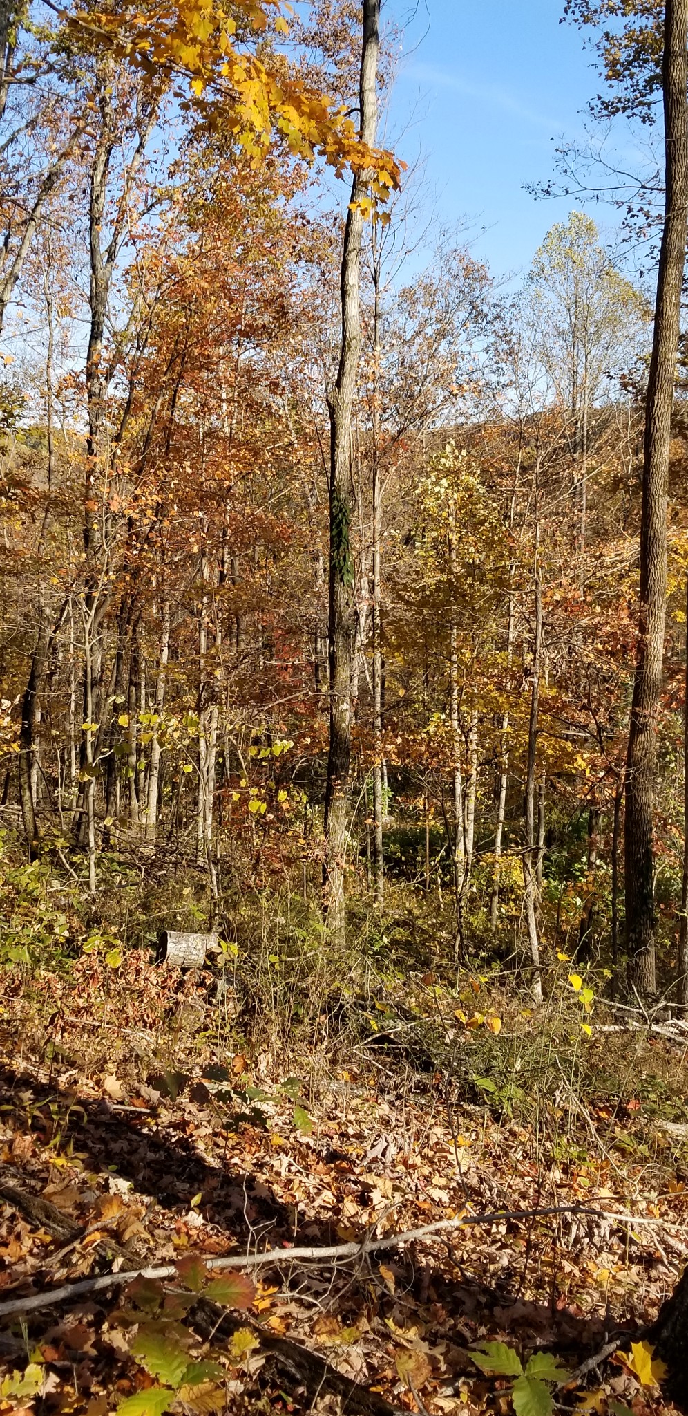 107 Ac Board Valley Road Sparta, TN 38583 - Photo 21 of 29 Gallery Image 21