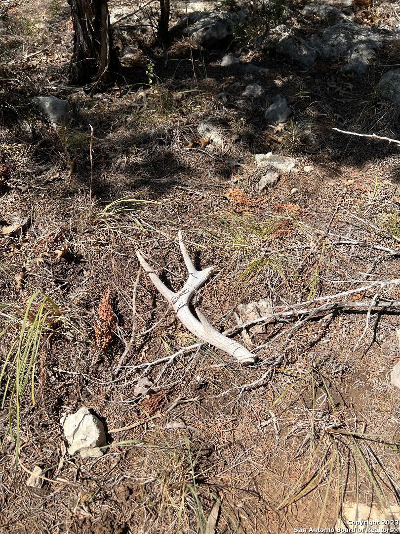 235 West Cambridge Road Wimberley, TX 78676 - Photo 14 of 27 a view of a yard with plants