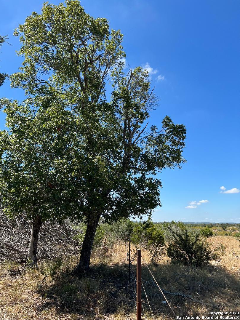 235 West Cambridge Road Wimberley, TX 78676 - Photo 23 of 27 a view of a tree with a yard