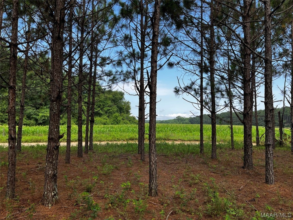 14.43-acres Grace Road Kinston, AL 36453 - Photo 2 of 9 Gallery Image 2